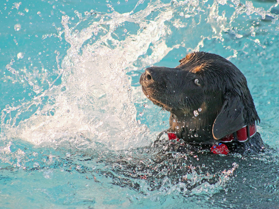 Perro nadando en la piscina