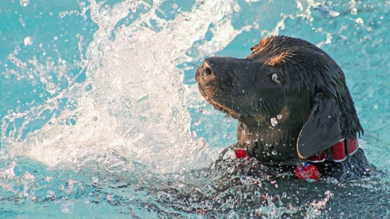Perro nadando en la piscina