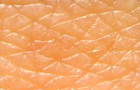 ¿Cuántas veces cambiamos de piel?