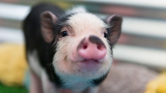 Cerdo pequeño morro