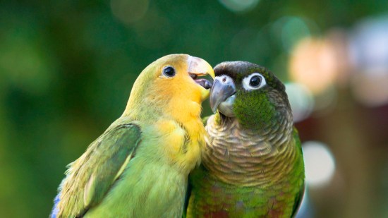 Pareja de simpaticos periquitos