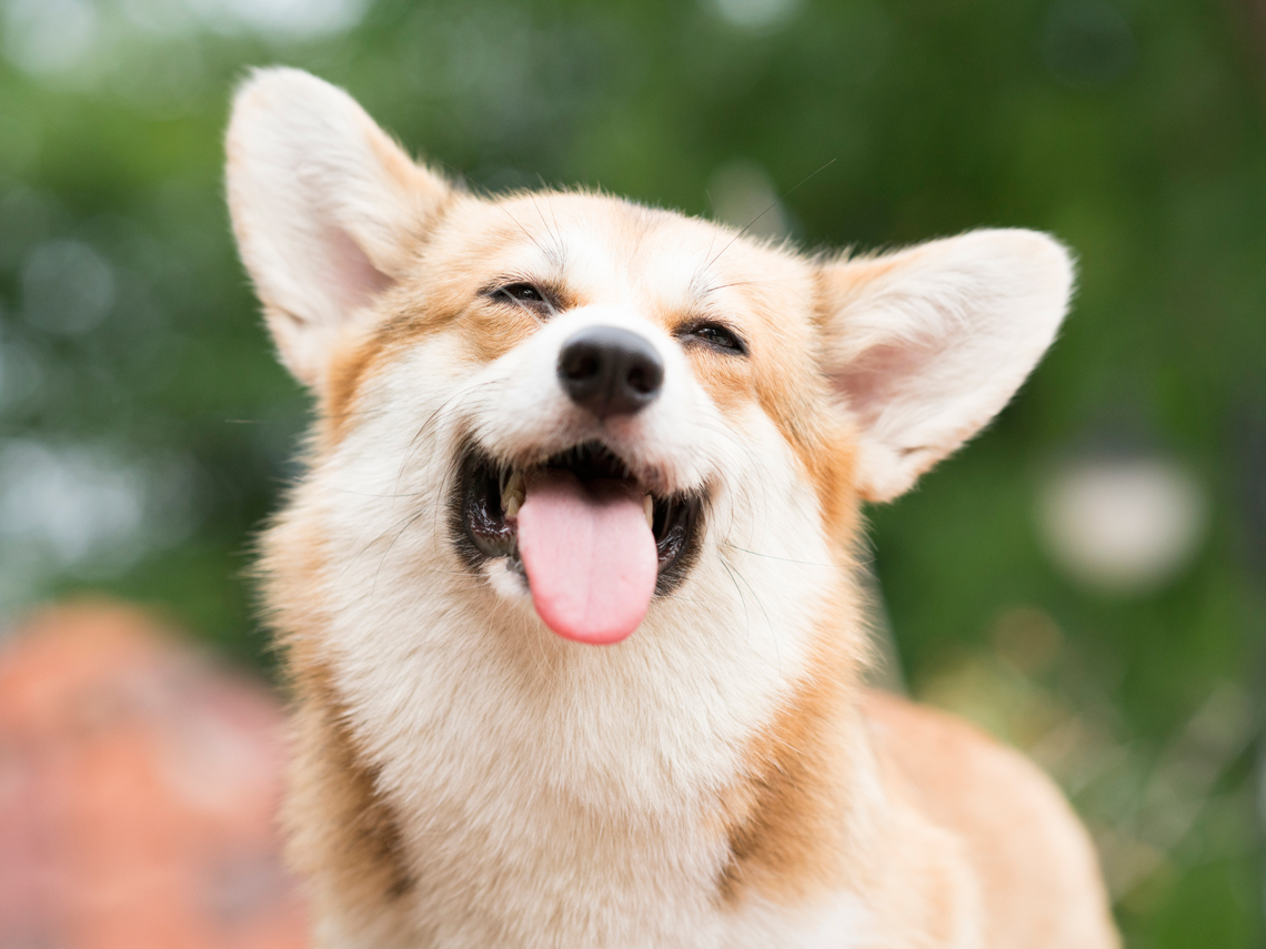 perro corgi feliz