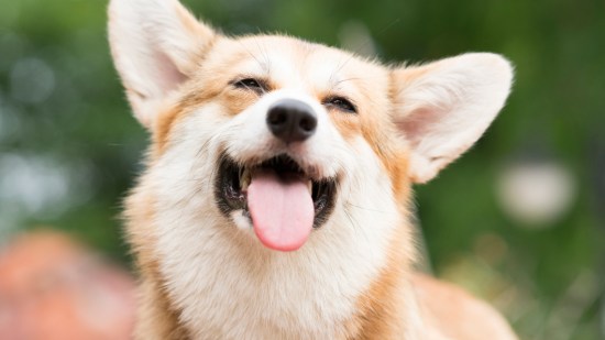 perro corgi feliz