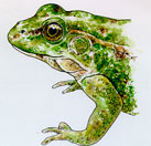 ¿Cómo cantan las ranas?