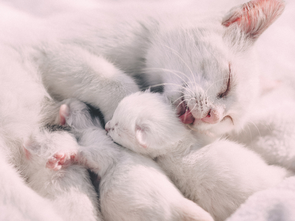 madre gata blanca con gatitos blancos