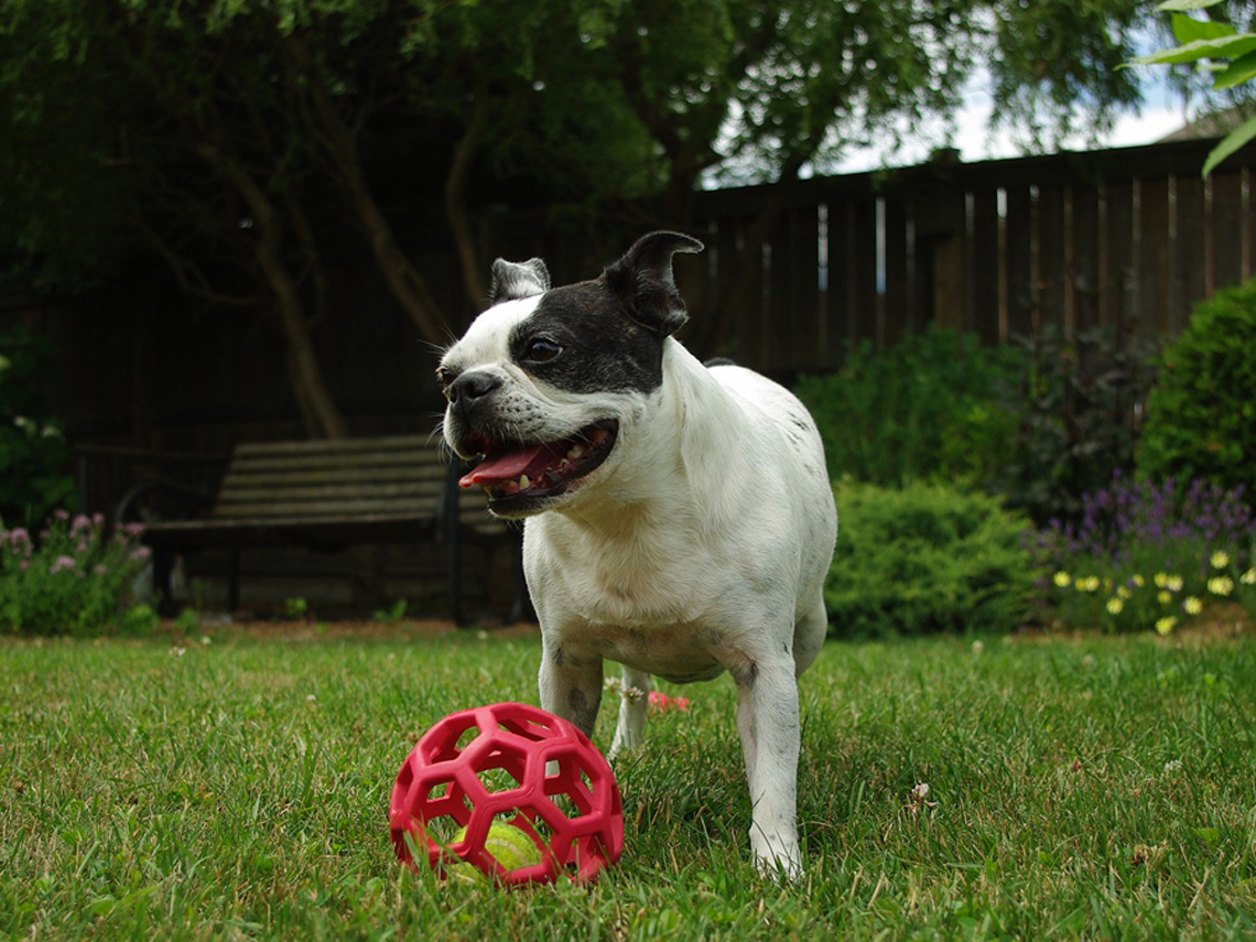 Boston terrier con juguete en hierba