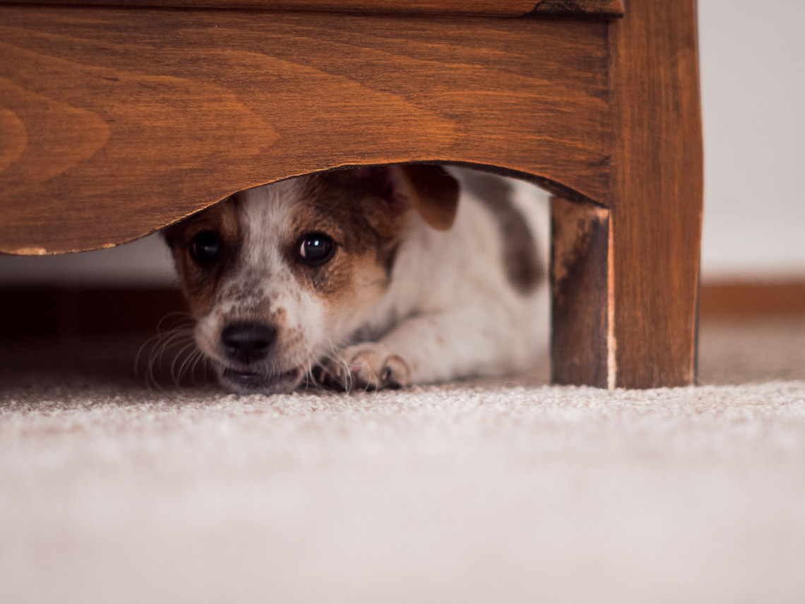 Perro con miedo detrás del armario
