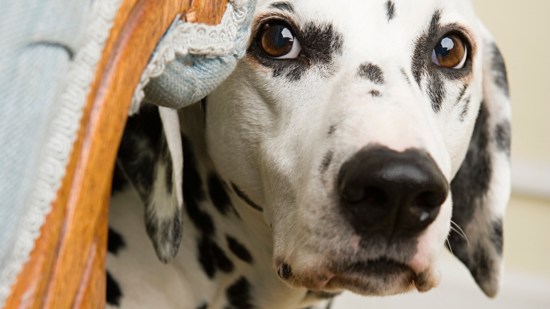 Dálmata escondiéndose tras el sofá