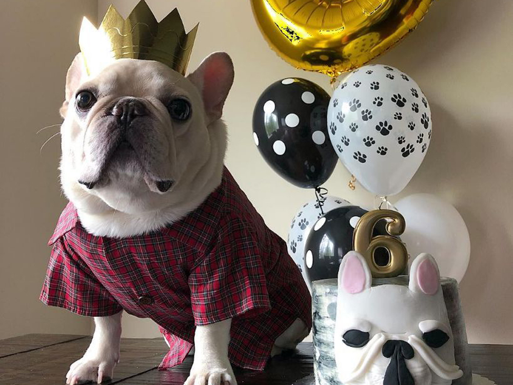 Perro con camisa y corona celebrando fiesta de cumpleaños con tarta y globos