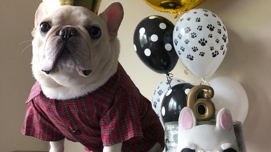 Perro con camisa y corona celebrando fiesta de cumpleaños con tarta y globos