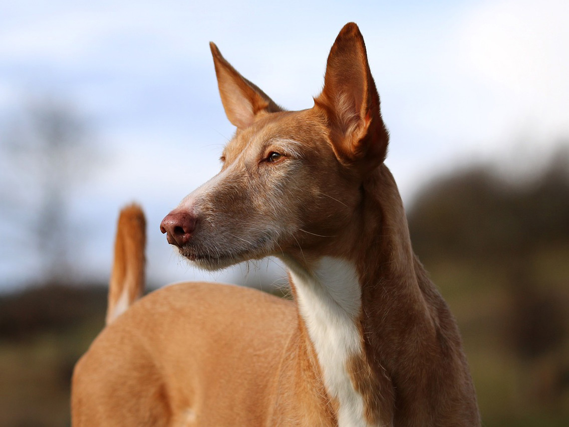 Podenco andaluz