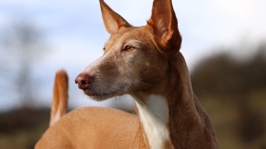 Podenco andaluz