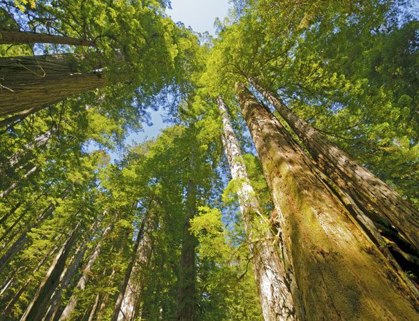 ¿Por qué las secoyas viven tanto tiempo?