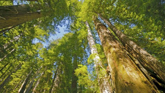 ¿Por qué las secoyas viven tanto tiempo?