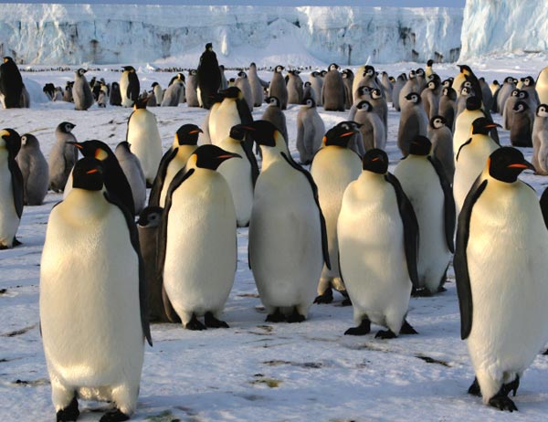 ¿Cómo eran los antepasados de los pingüinos?