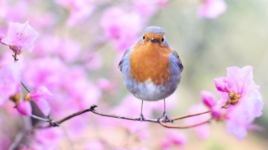 Ave posada en un árbol