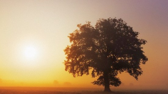 ¿Cómo aguantan las plantas la época de sequía?