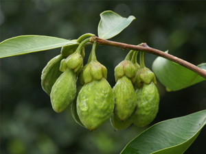 ¿De dónde se extrae el incienso?