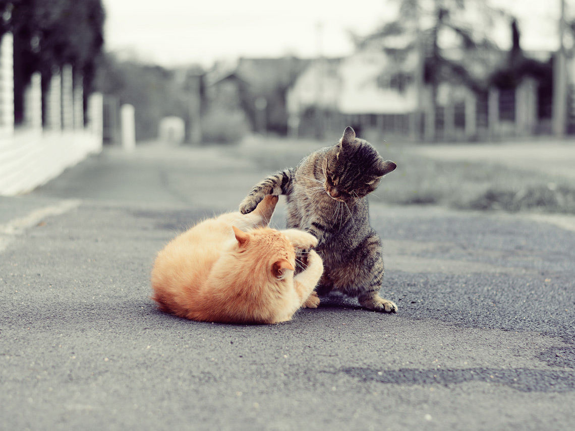 Gatos peleándose en la calle