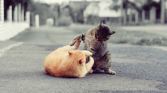 Gatos peleándose en la calle