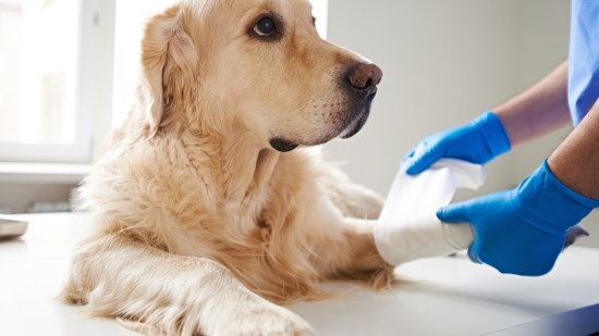 Perro labrador en veterinario siendo vendado