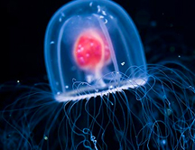 ¿Existe algún animal "inmortal"?