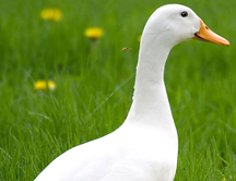 ¿Es cierto que el graznido de un pato no produce eco?