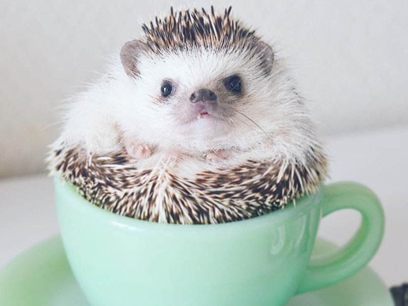 Erizo en taza aguamarina feliz