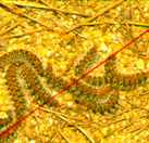 ¿Por qué la oruga de pino marcha en procesión?