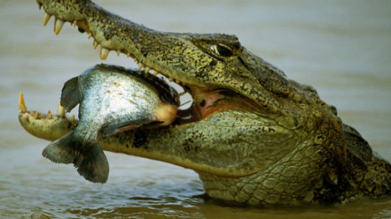 ¿Por qué los cocodrilos no sufren infartos?