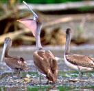 ¿Por qué el pelícano tiene una bolsa en el pico?