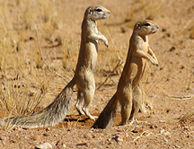 ¿Por qué se masturban las ardillas?