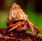 ¿Por qué el cangrejo ermitaño transporta siempre una concha?
