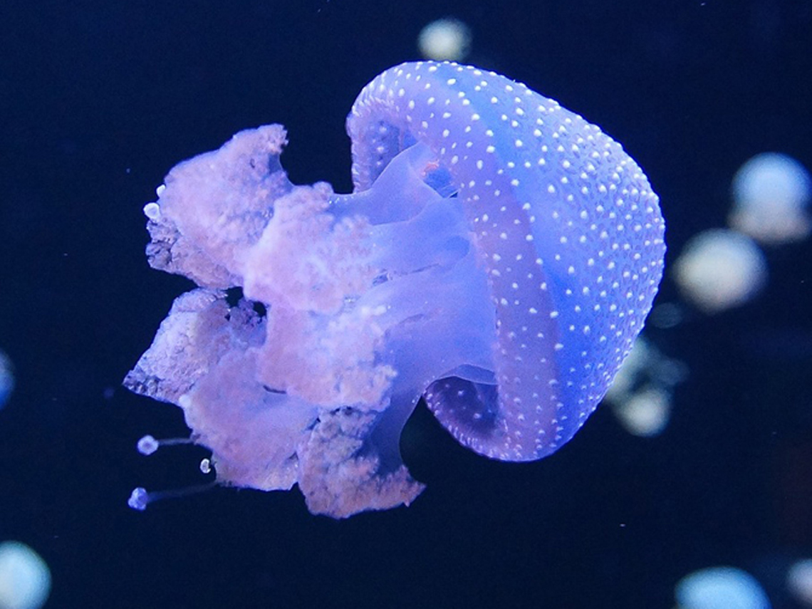 Medusa azul amoratada con puntos blancos