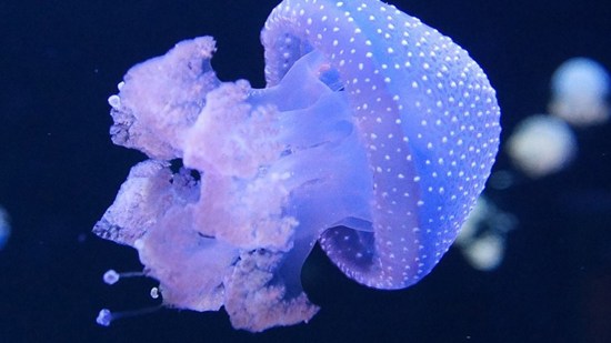 Medusa azul amoratada con puntos blancos