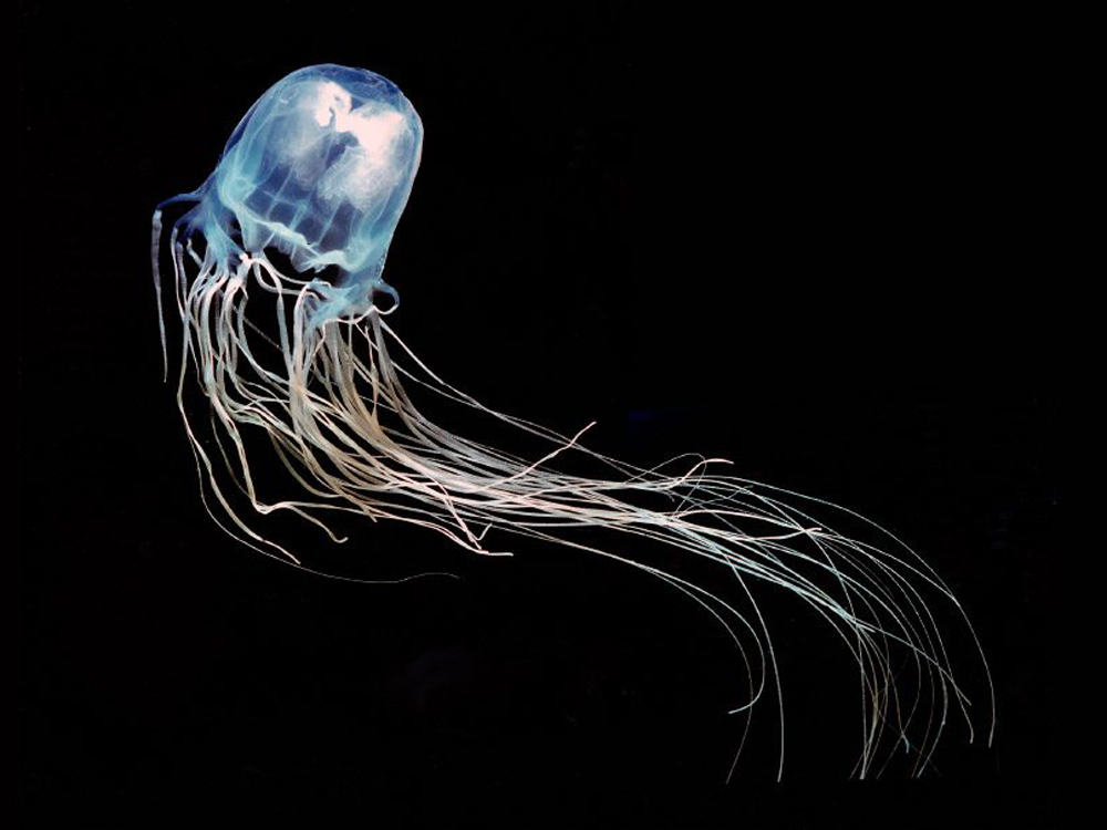 medusa avispa de mar