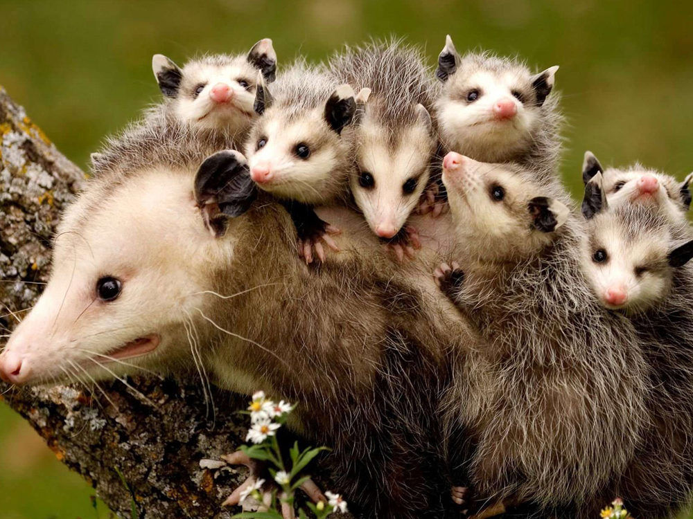 Embarazos animales sorprendentes: Madre zarigüeya con crias