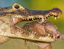 ¿Qué es una cascada trófica?