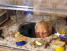 ¿Cuántas hormigas hay en un hormiguero?