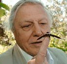 ¿Son beneficiosas las polillas?