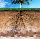 ¿A cuántos metros bajan las raíces de los árboles?