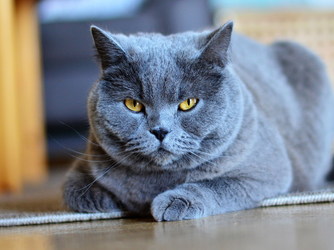 Gato cartujo tumbado