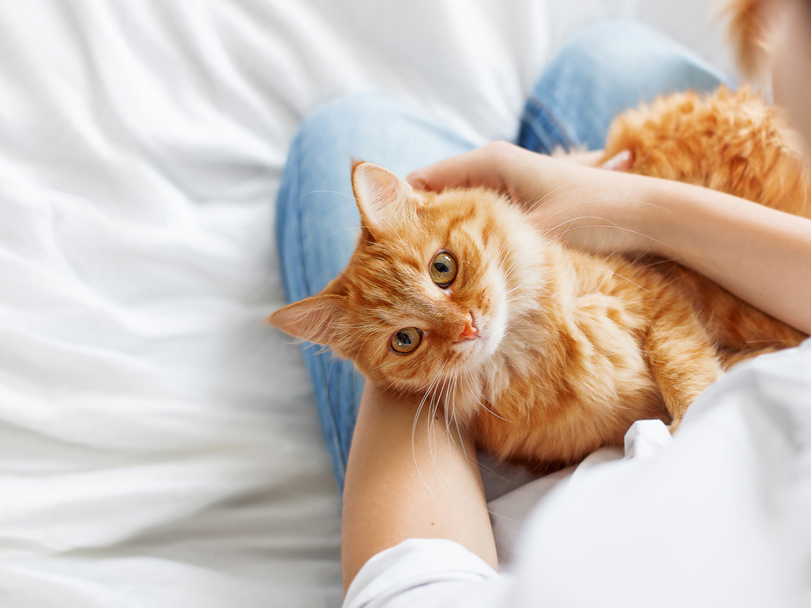 Gato naranja sobre brazos de ama