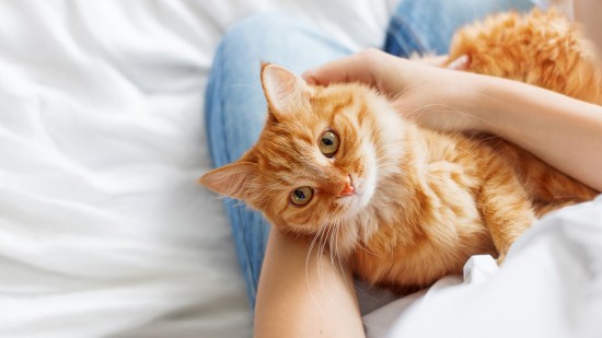 Gato naranja sobre brazos de ama