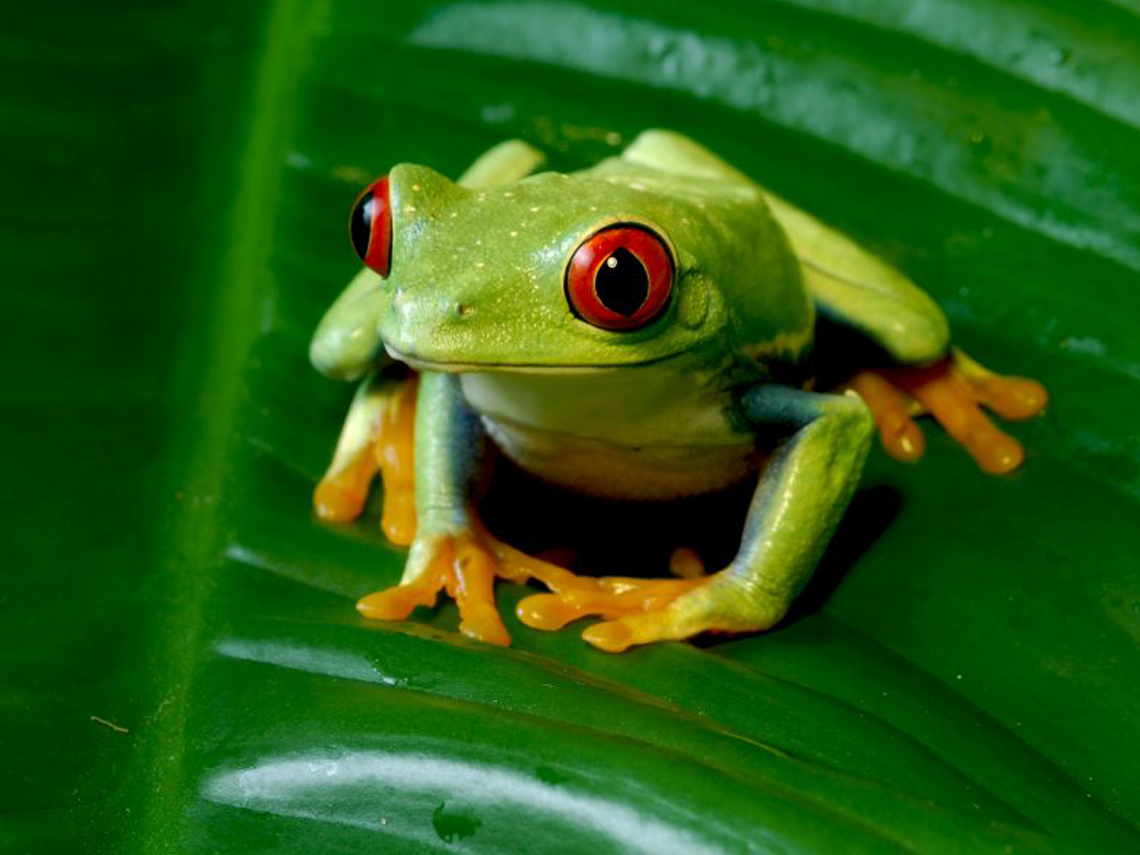 Rana ojos rojos apoyada en hoja