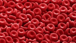 ¿Cuál es la arteria más grande?