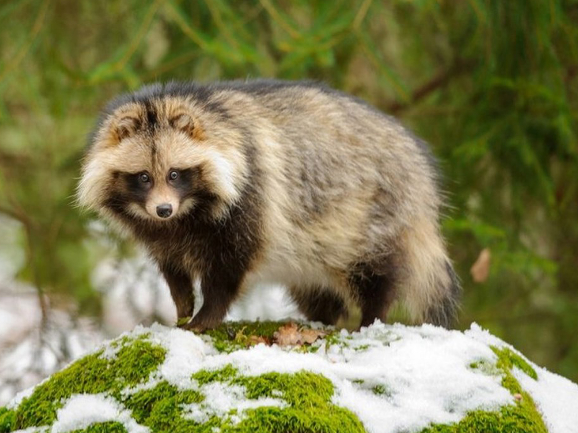 Tanuki, el perro mapache