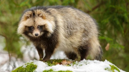 Tanuki, el perro mapache