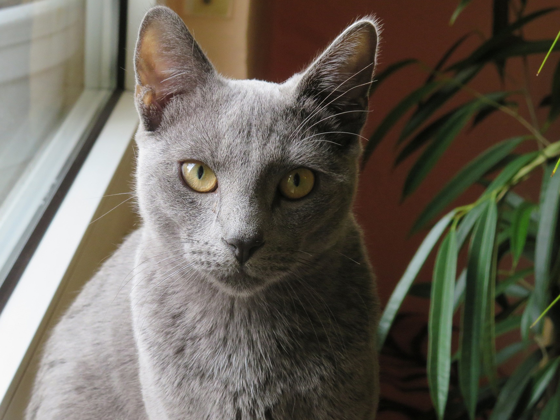 Gato Azul Ruso Rostro de Ojos amarillos