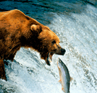 ¿Por qué a los osos les gusta el salmón?